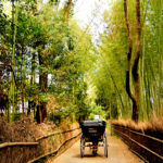 2019 Japan, Attractive place in Kyoto! Reasons to attract world tourists　[Kyoto]