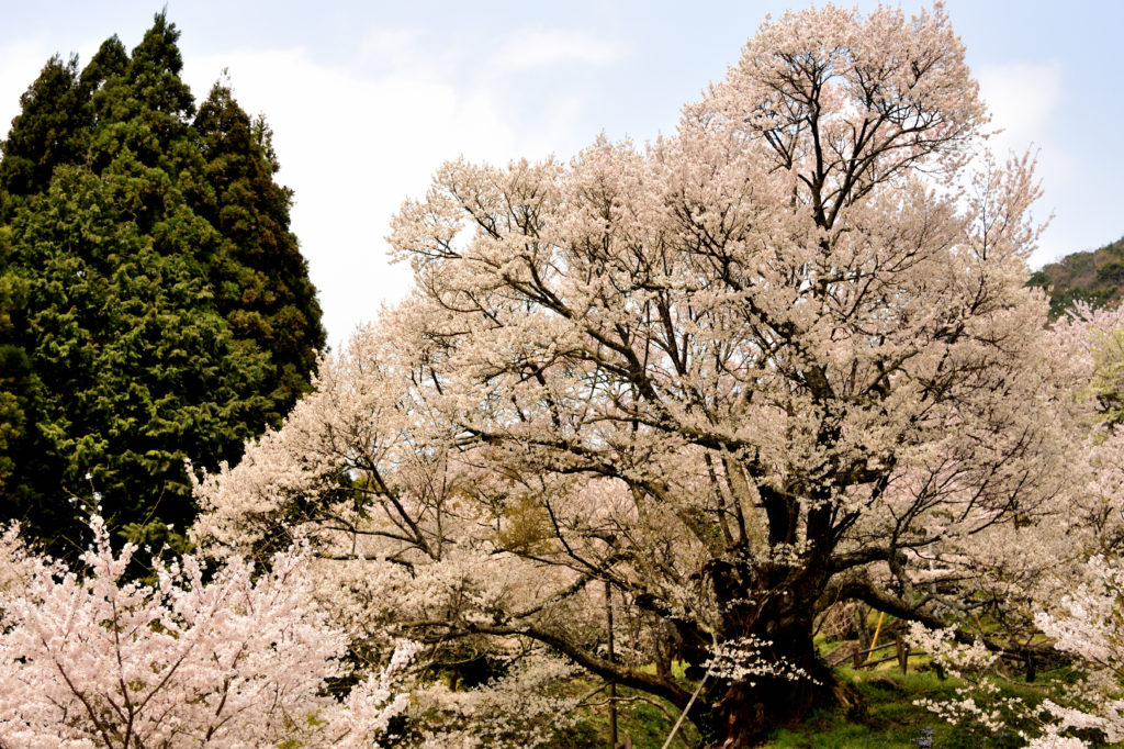 Big cherry tree in Butsuryuji