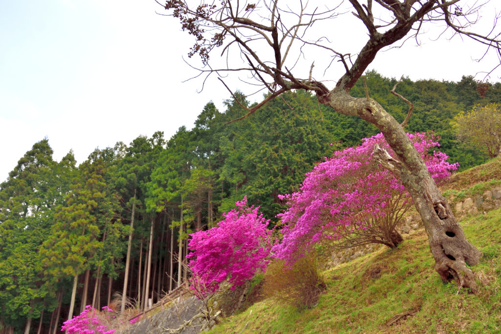 Pink color of mountain azalea
