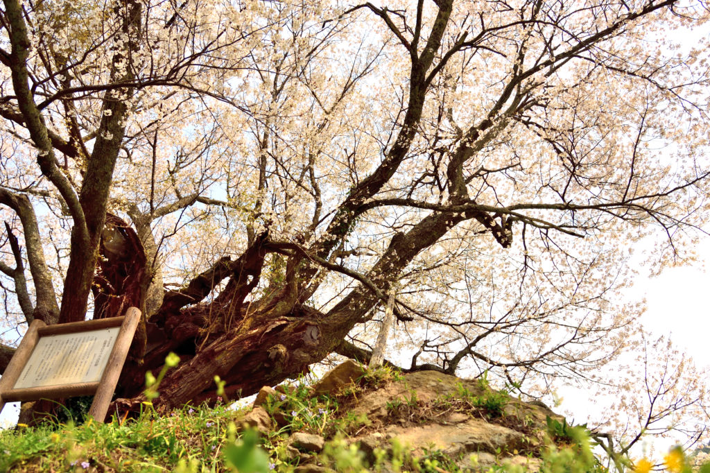 Many branches of cherry tree