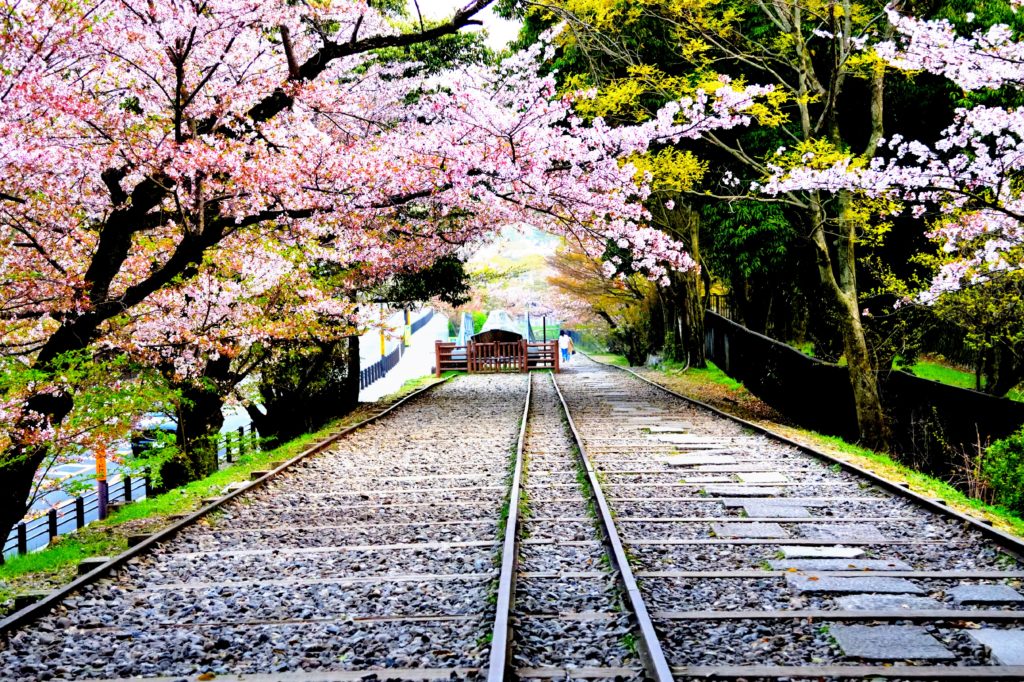 Railway and cherry trees