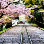 Railway and cherry trees