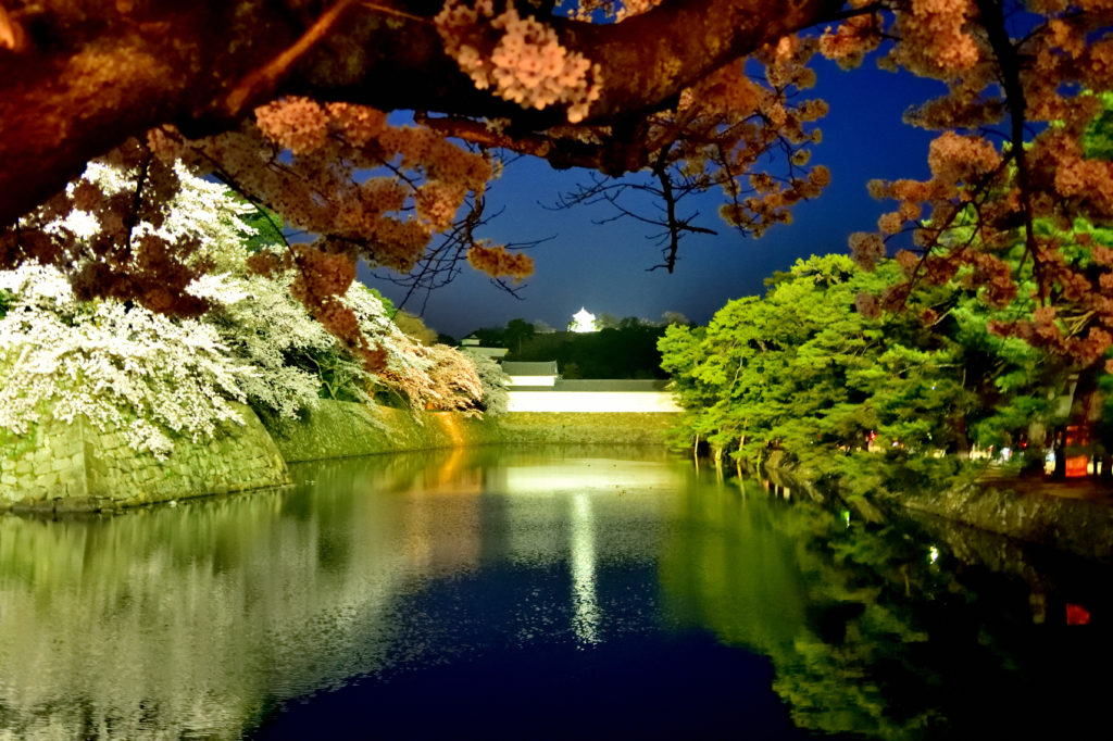 Hikone castle and cherry blossoms