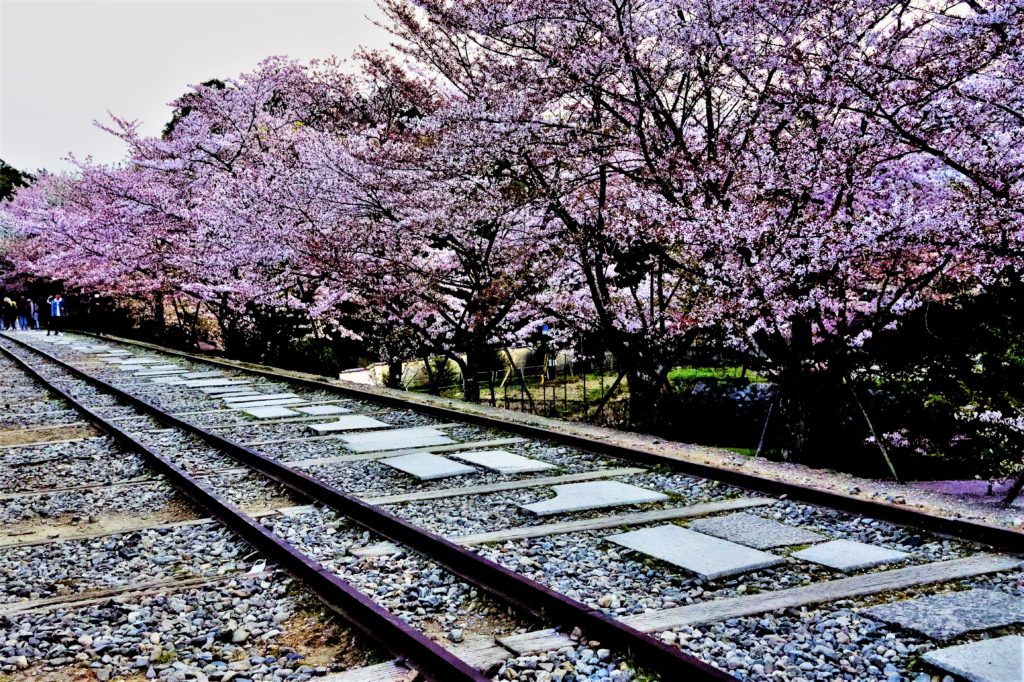 Cherry blossoms and the track of railway