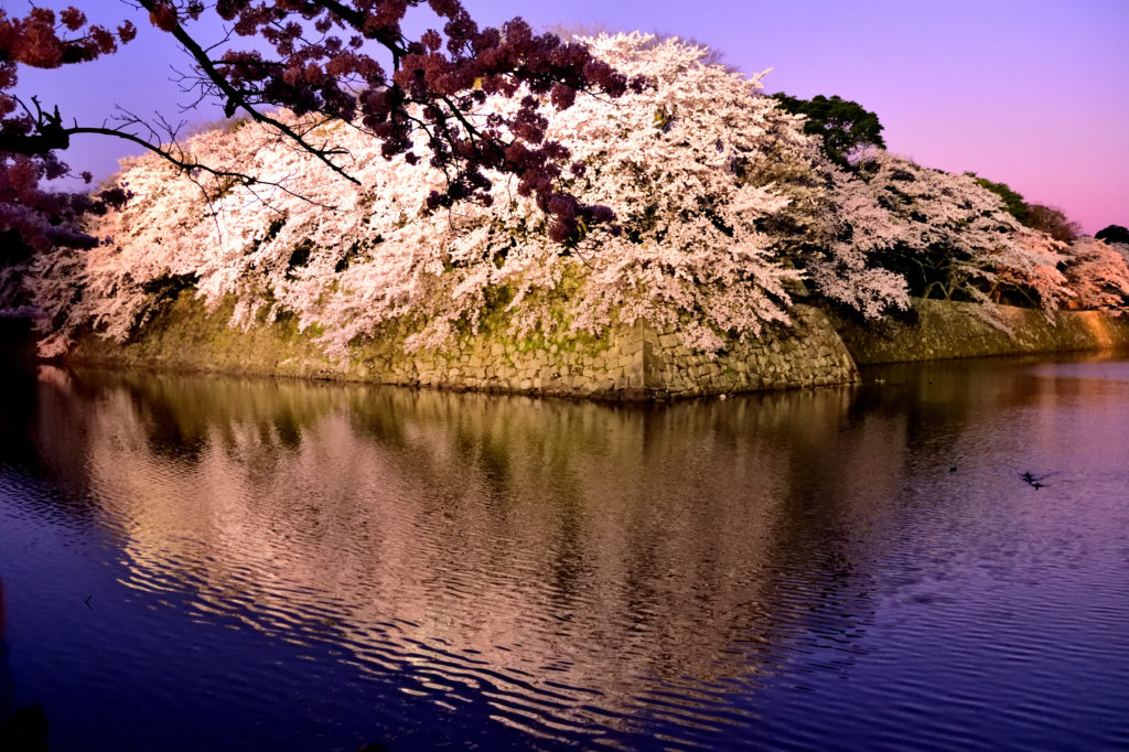 Cherry trees reflected on the water