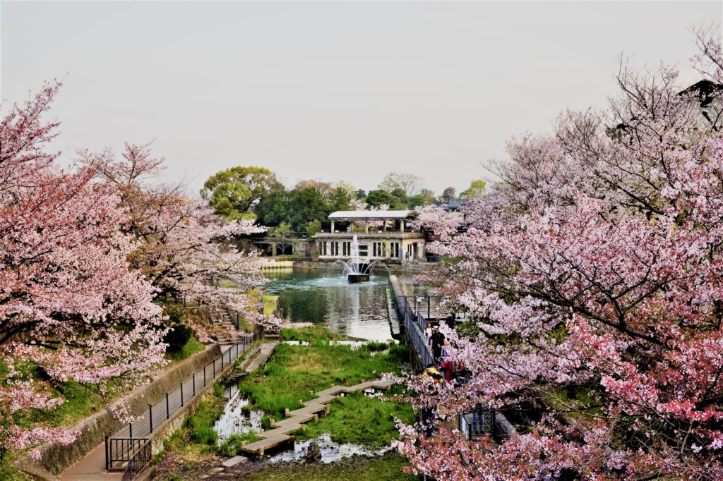 Keage park with cherry trees