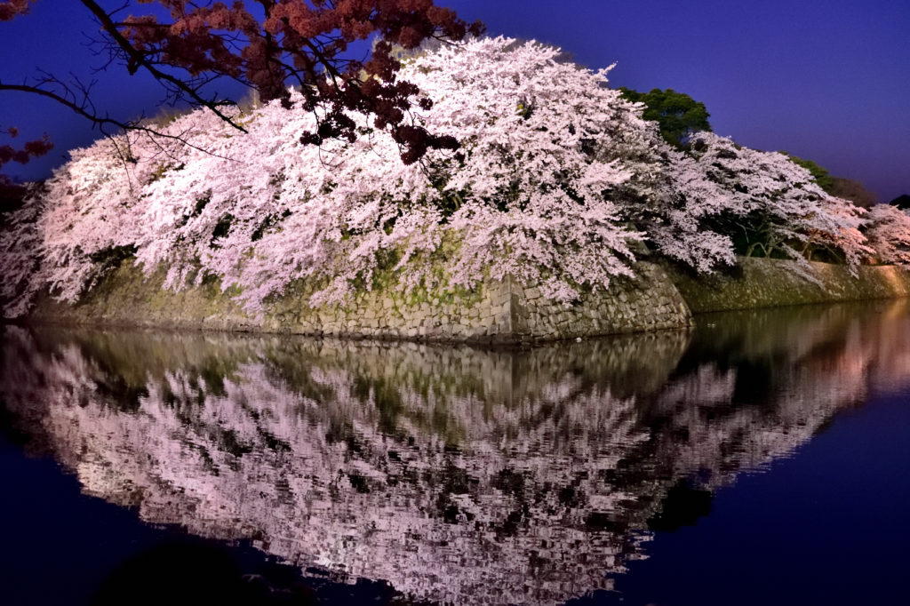 Night cherry blossoms in Hikone castle