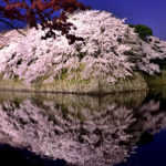Night cherry blossoms in Hikone castle