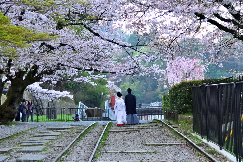 Japanese wedding dress and cherry trees