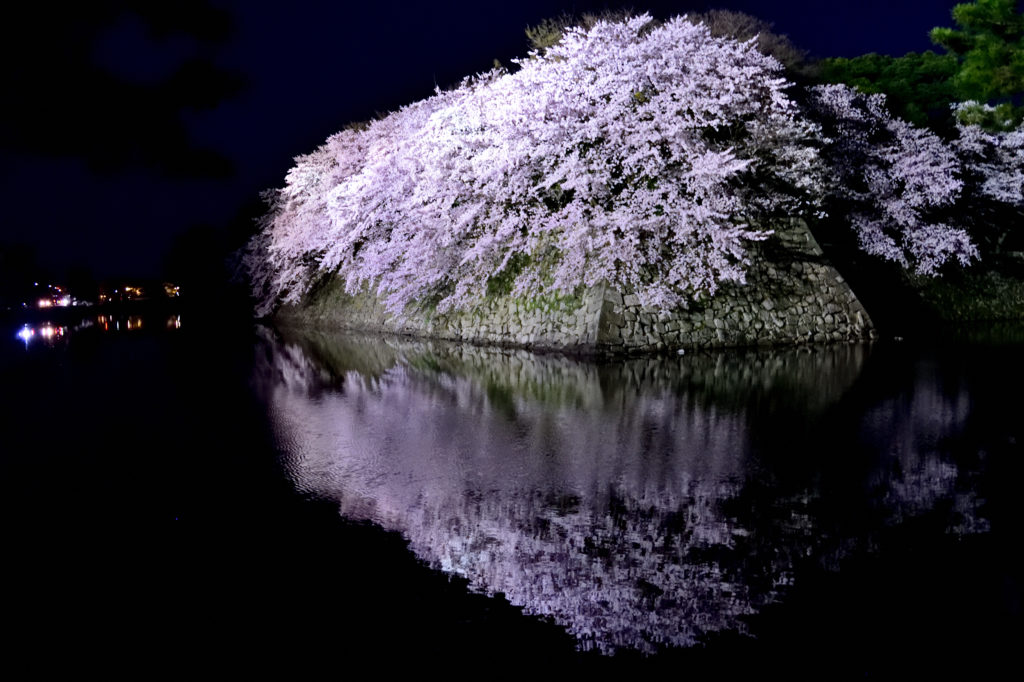 Nicht cherry trees reflected on the surface of water