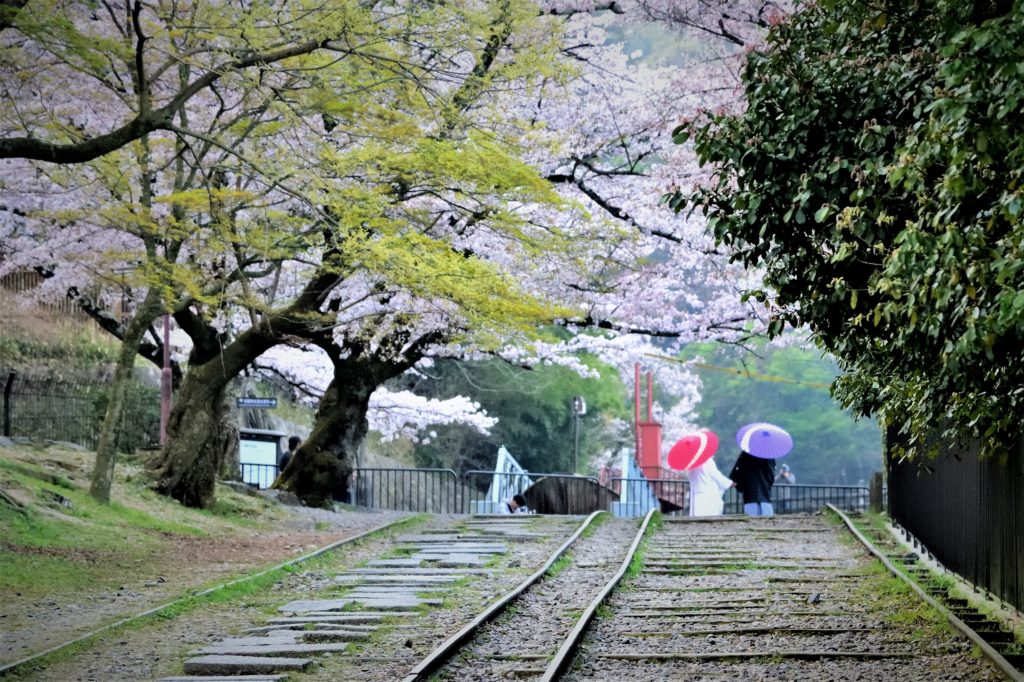 Couples wearing Jpanese wedding dress and cherry trees