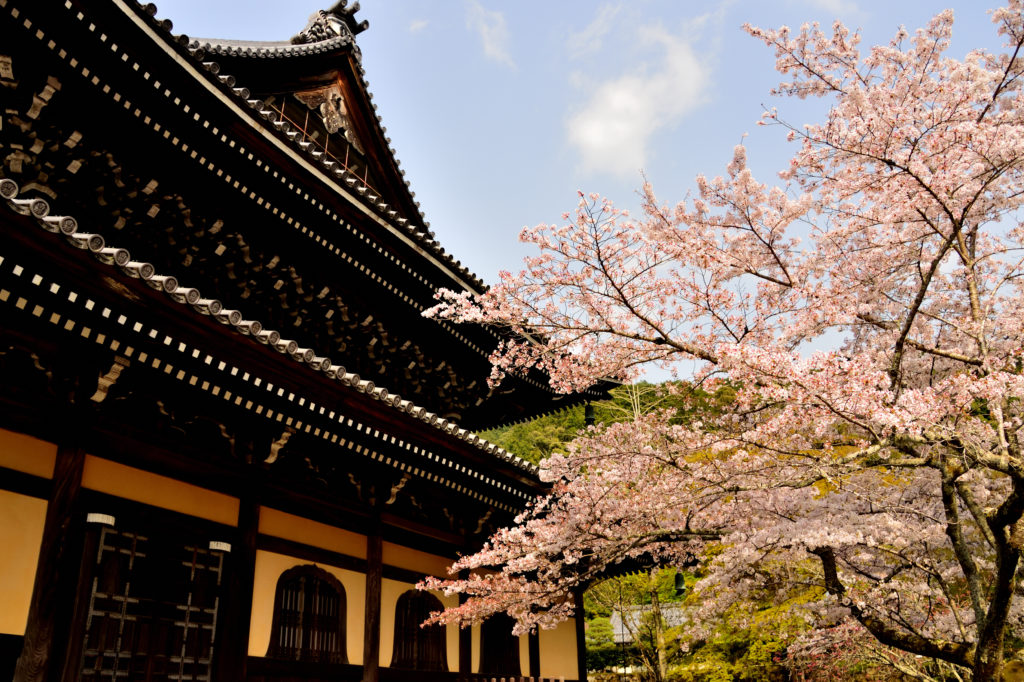 Nanzenji  and cherry tree