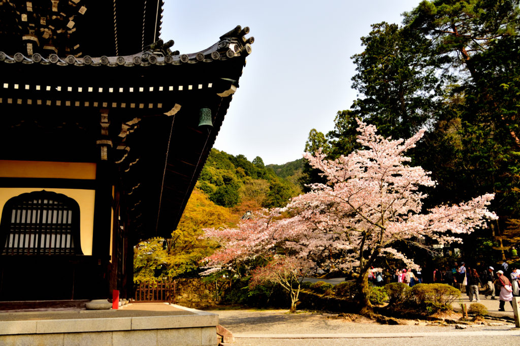 Temple and cherry tree