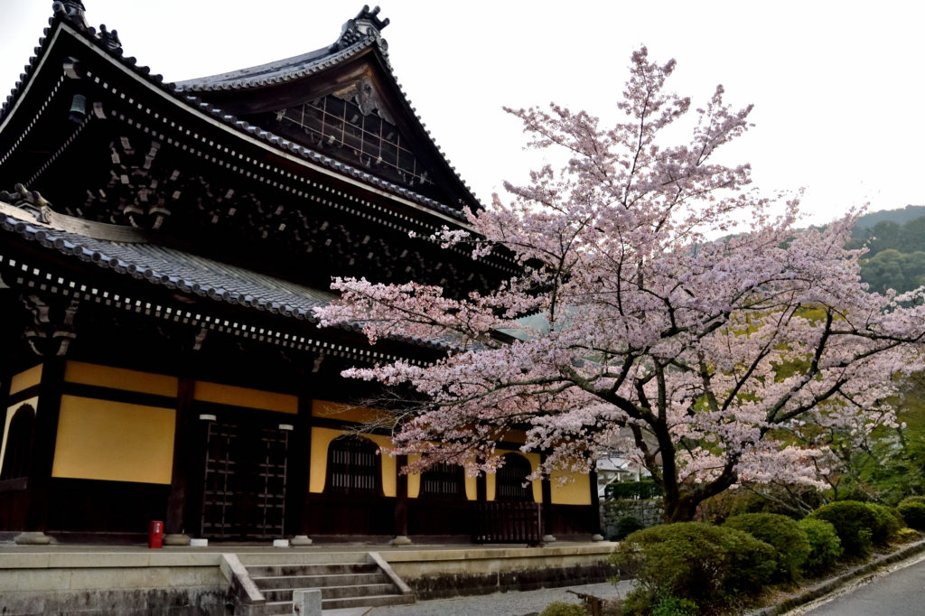 Cherry blossoms and old temple
