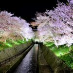 Biwa lake water channel and cherry trees