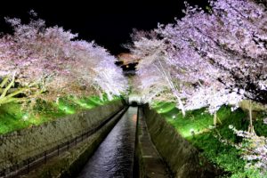 Biwa lake water channel and cherry trees