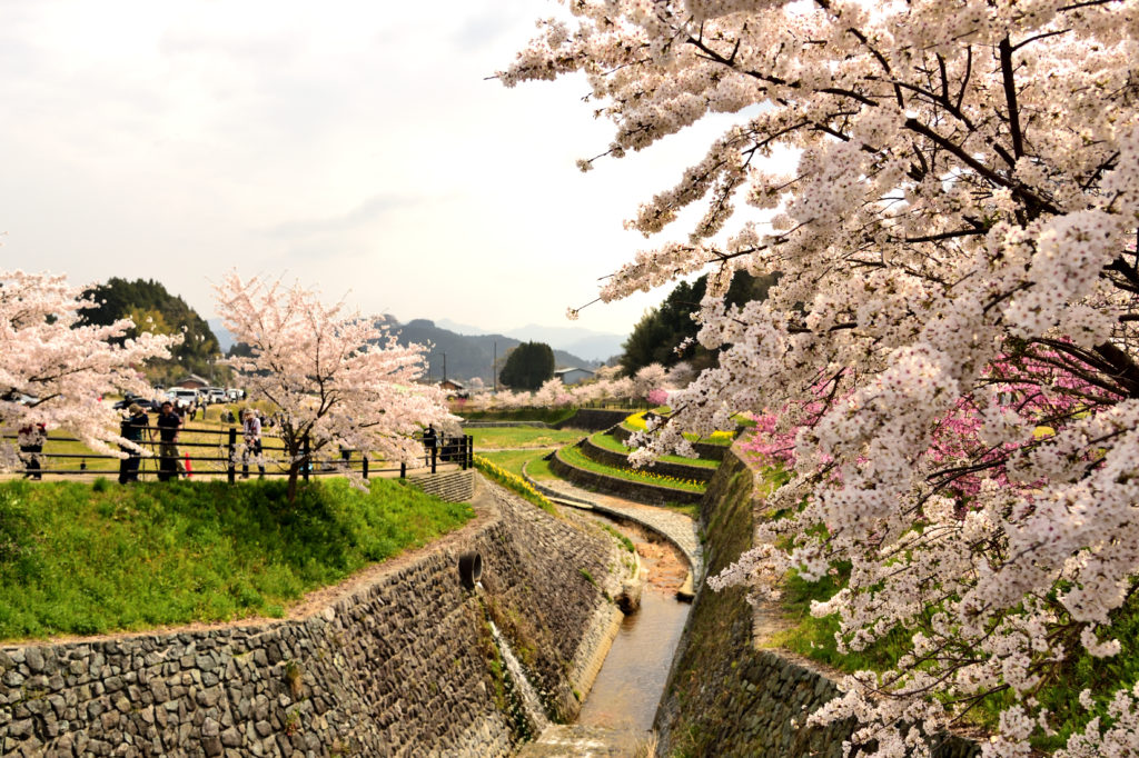 Many cherry trees and small river