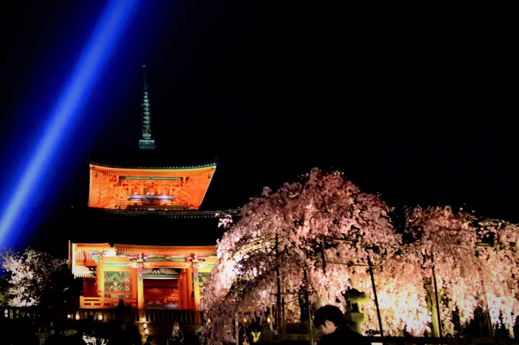 Kiyomizu and cherry blossom
