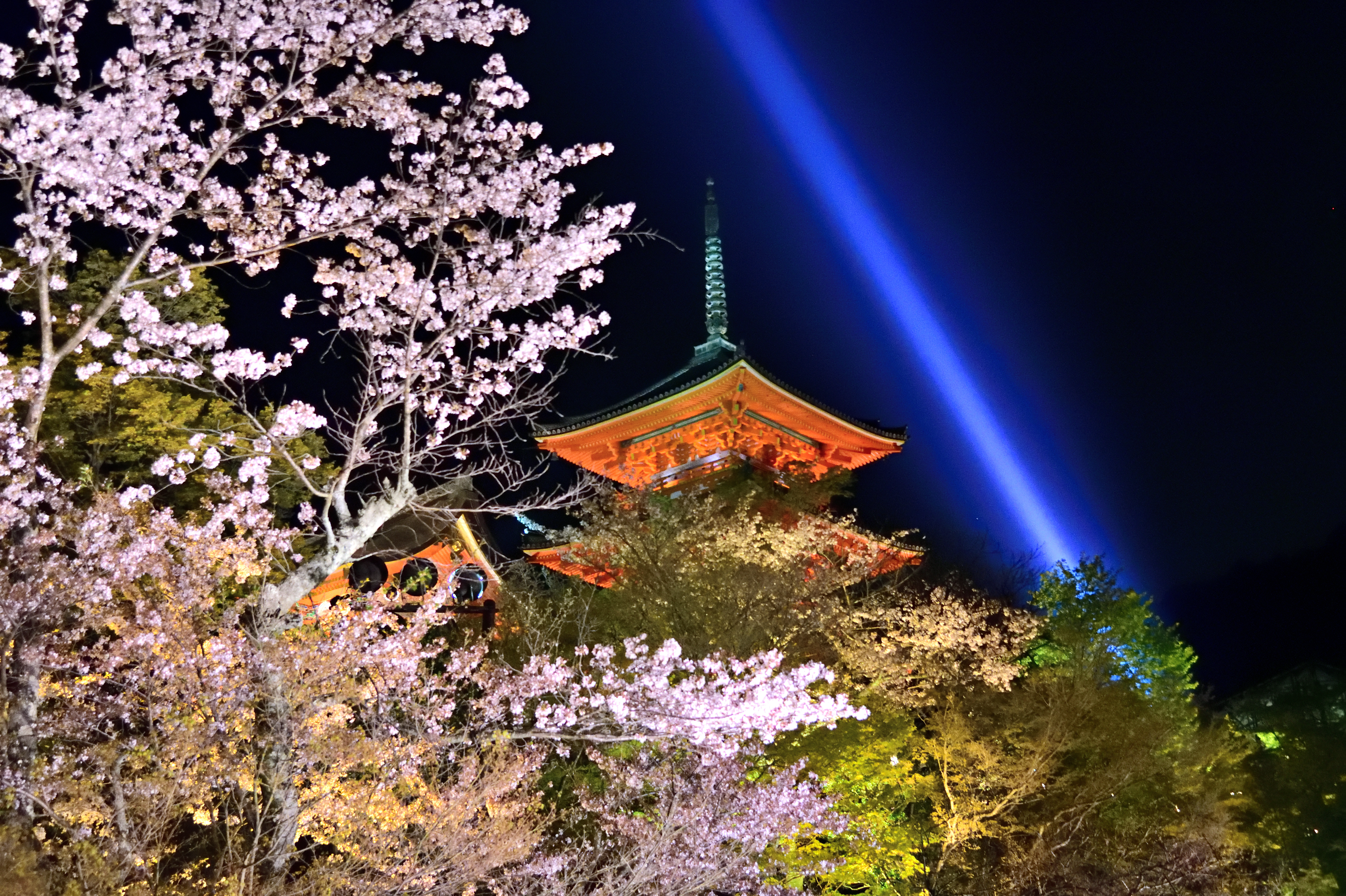 Sakura and blue light