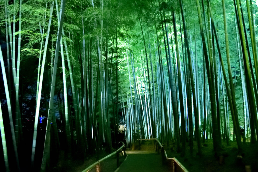 Lighting Bamboo forest