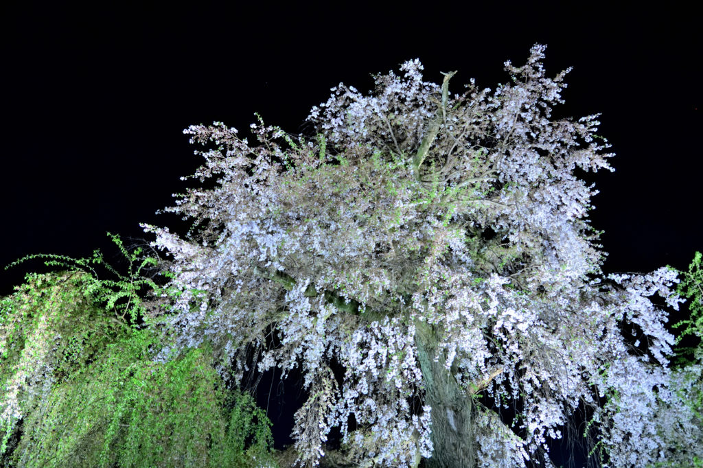 Big cherry blossom tree