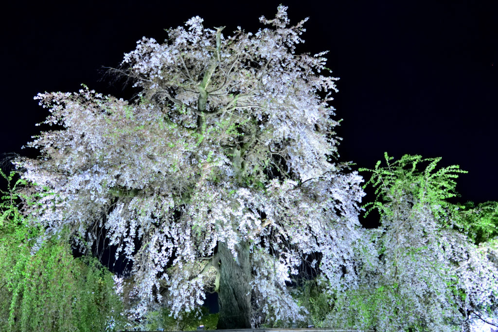 Cherry blossom in maruyama park