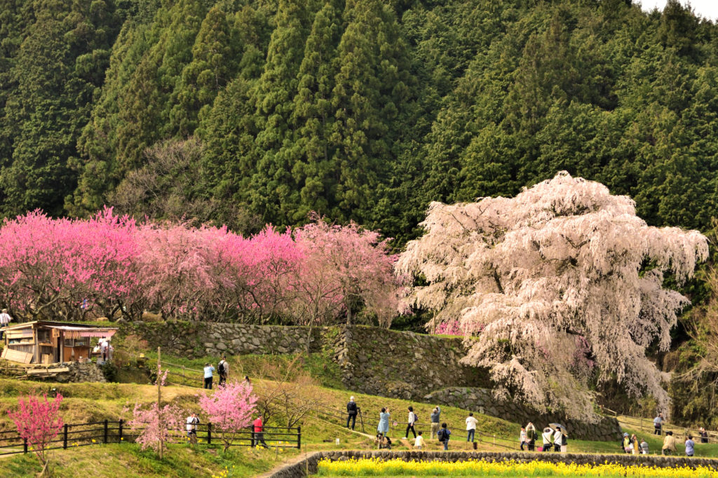 Green forest and cherry trees and cherry blossoms