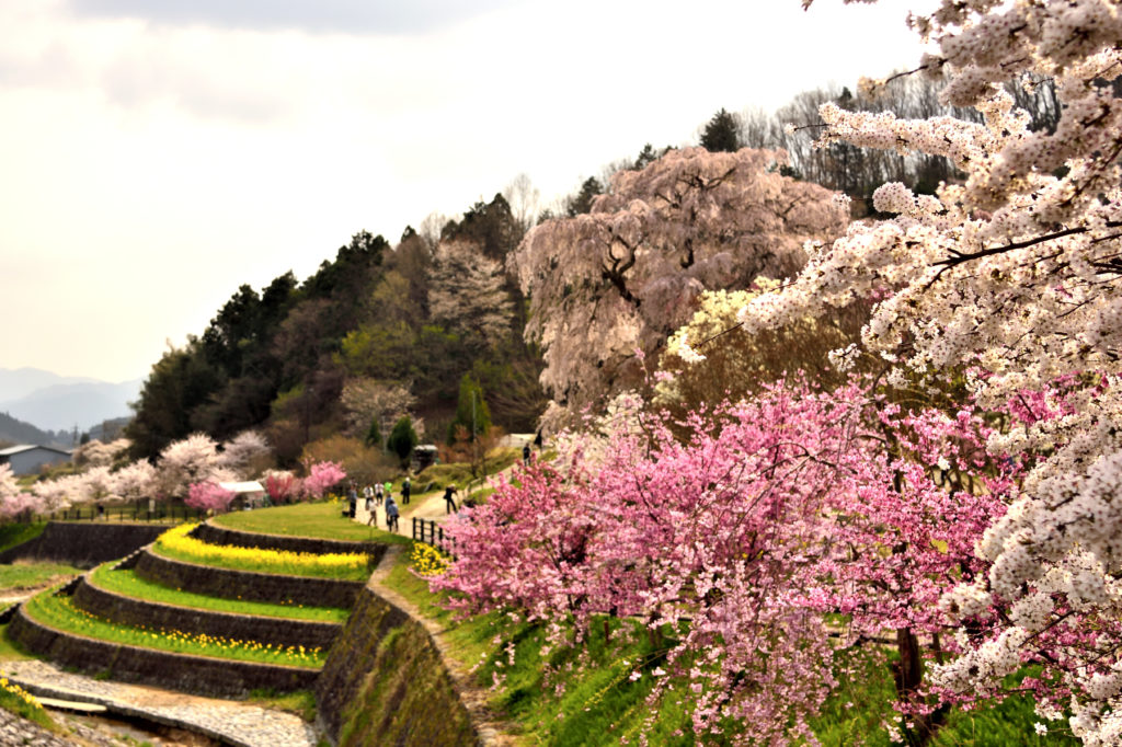 A lot of flowers with Matabei sakura