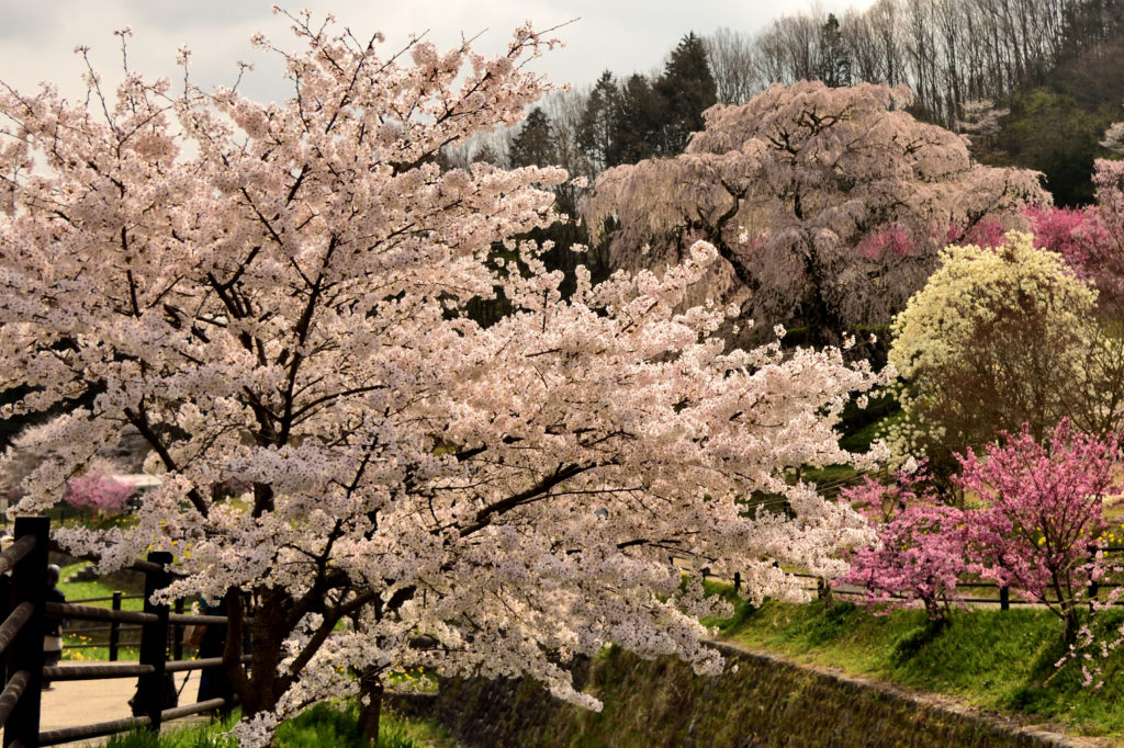 Many cherry trees with Mtabei Sakura