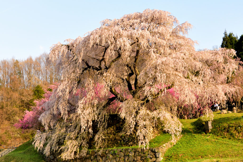 Matabei sakura illuminated by setting sun