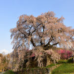 Matabei sakura illuminated by setting sun