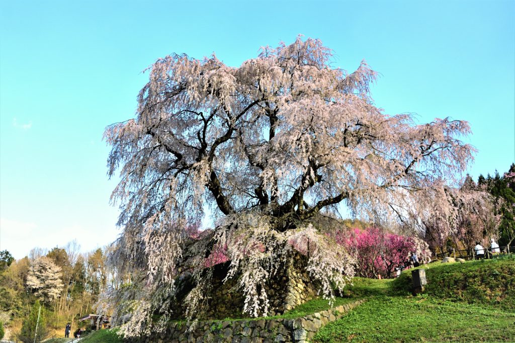 Cherry trees and blue sky