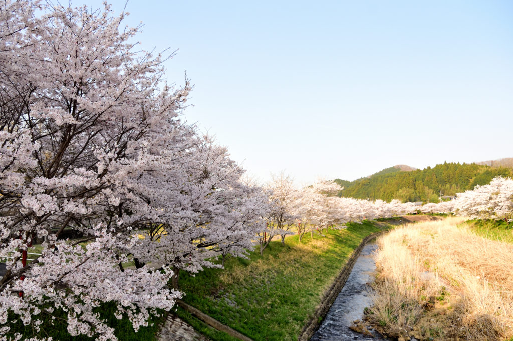 A lot of cherry trees along the river