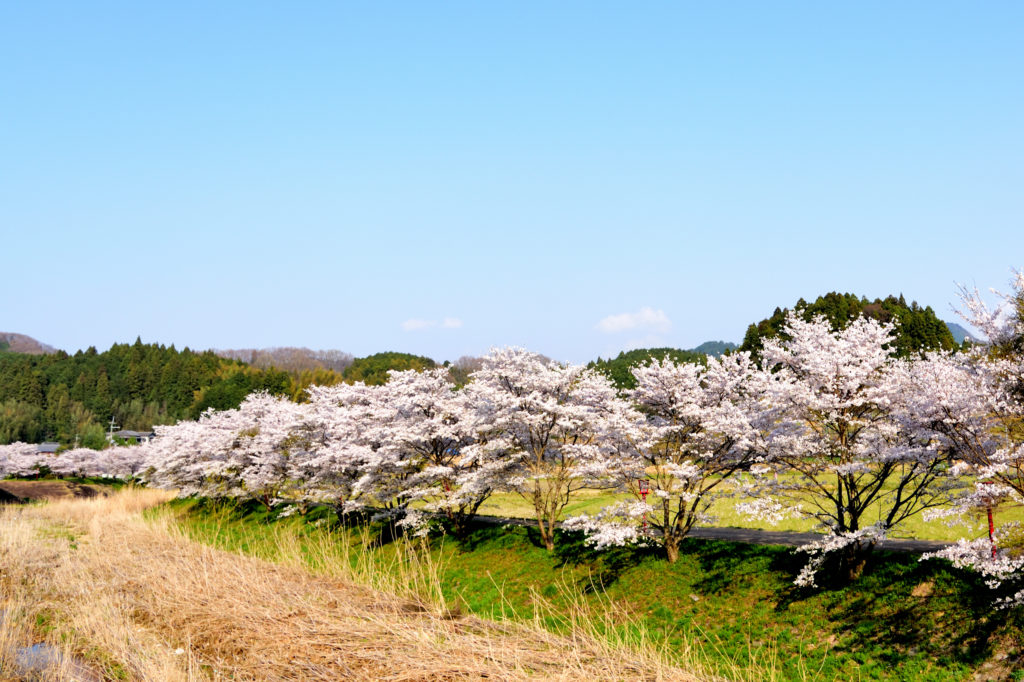 Many cherry trees and blue sky