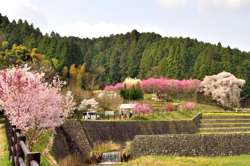 Matabei cherry tree and peach trees