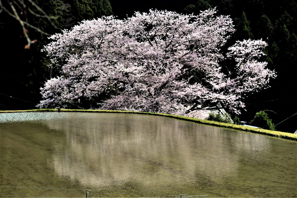 Cherry tree in the paddy field