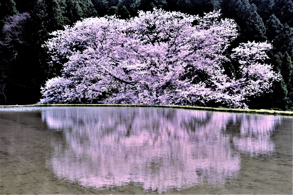 Cherry blossoms  reflected in the paddy field