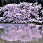 Cherry blossoms reflected in the paddy field