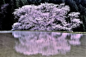Cherry blossoms reflected in the paddy field
