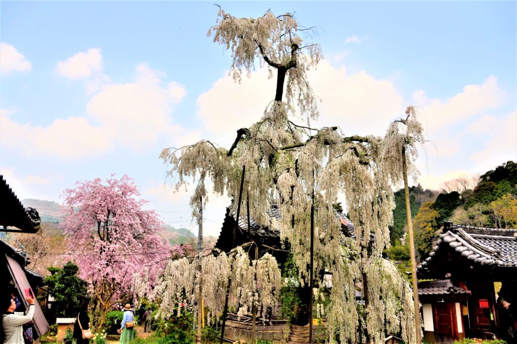 White Weeping cherry 