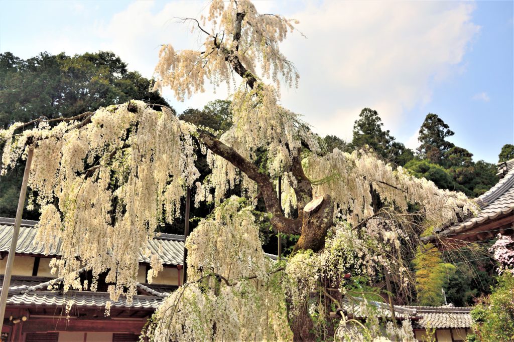 White weeping cherry tree