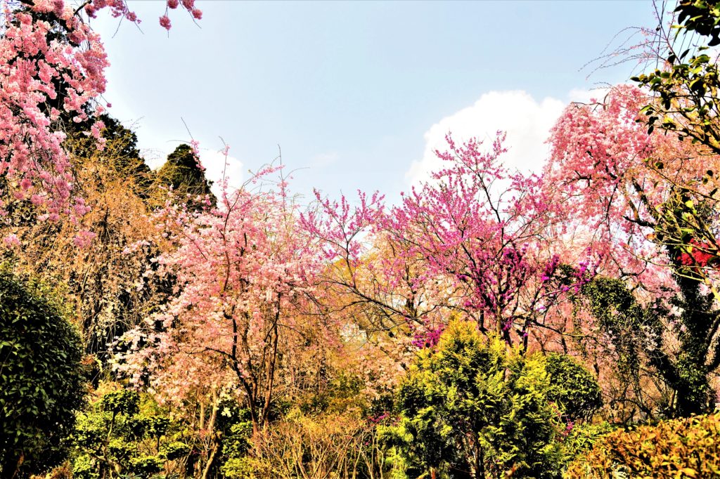 Colorful flowers in Butsuryuji garden