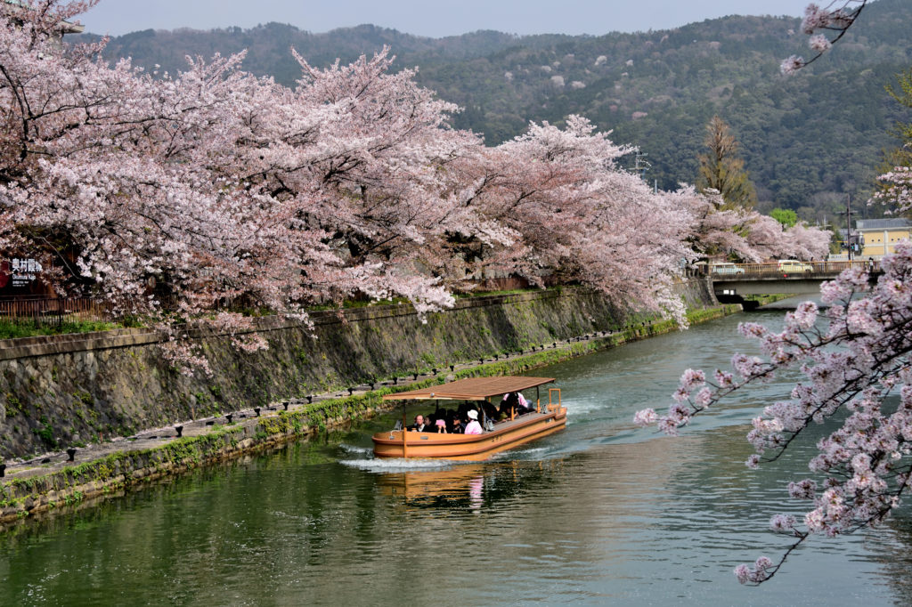 Boat and Cherry blossom