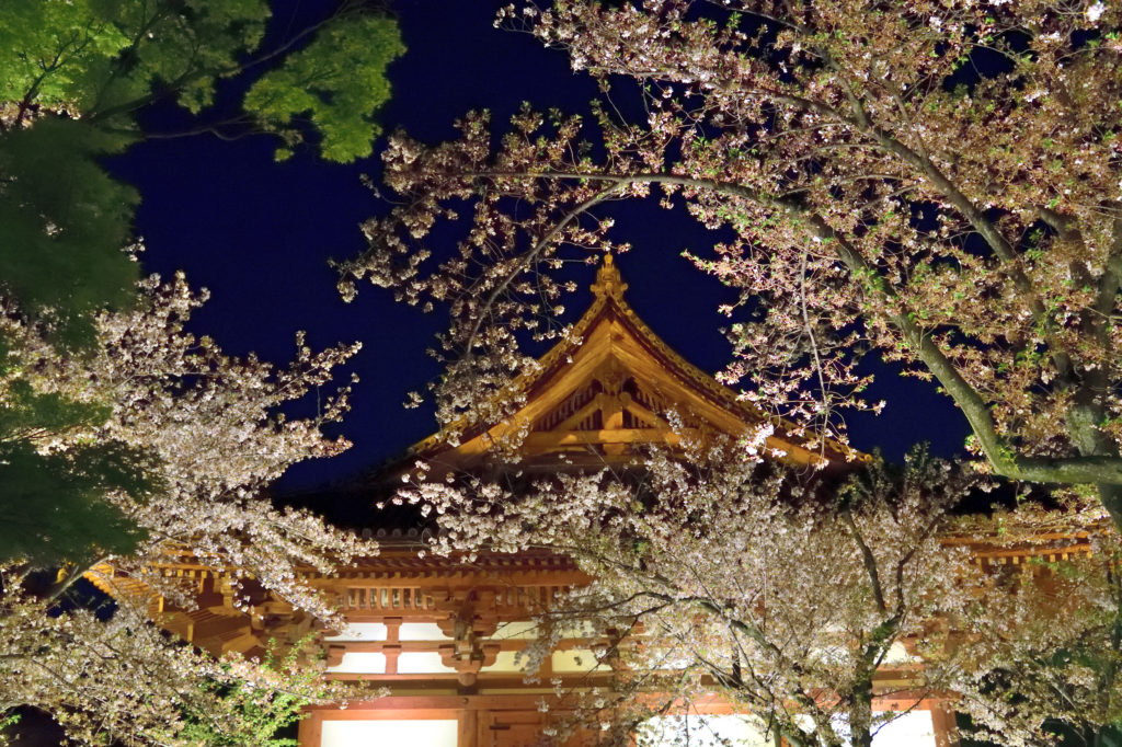 Kondo and cherry blossom