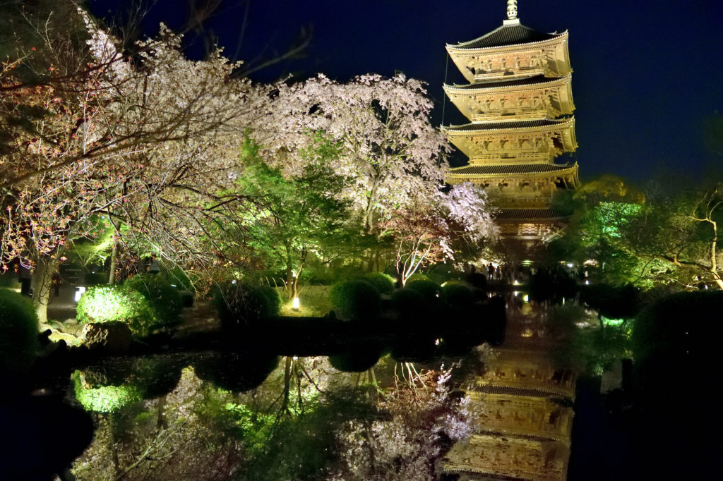 Pond and cherry blossom in To-ji