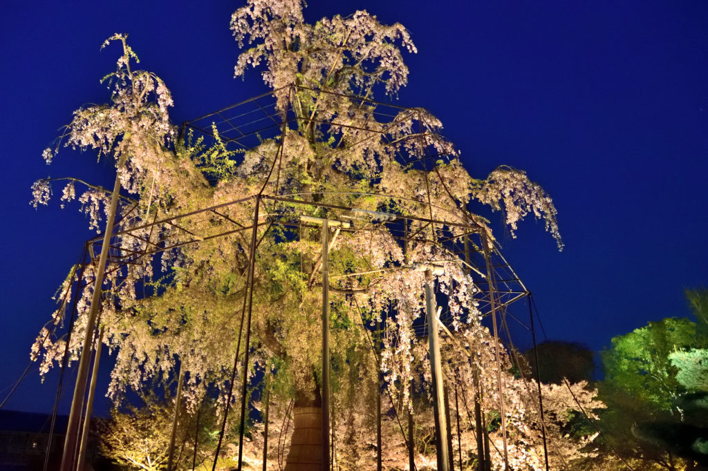 Cherry-blossam in Toji