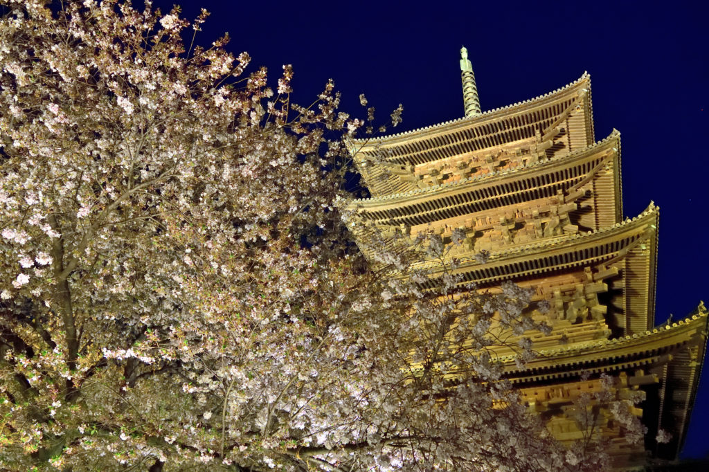 Pagonia and cherry blossom in dark night