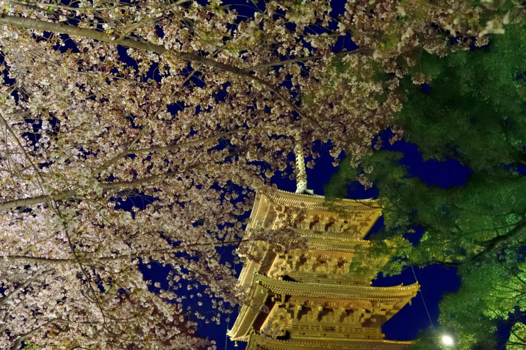 Cherry blossom and pagoda lightning in night