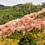 The mountain couverd with may cherry trees