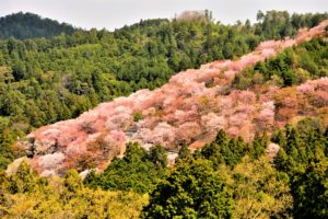 The mountain couverd with may cherry trees